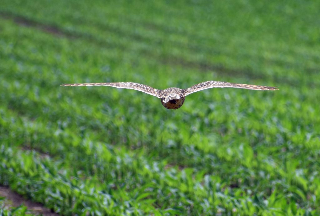 Gufo di palude (Asio flammeus) ?    S !